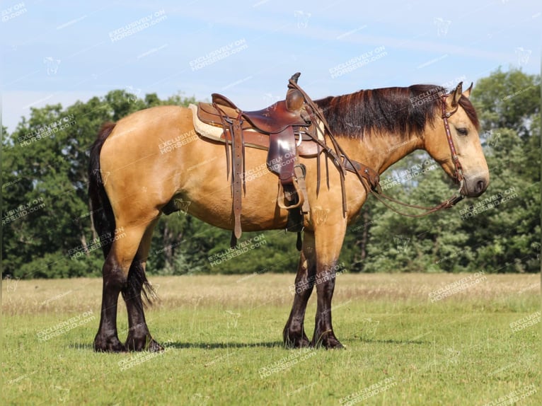 caballo de tiro Mestizo Caballo castrado 5 años 155 cm Buckskin/Bayo in Miola, PA