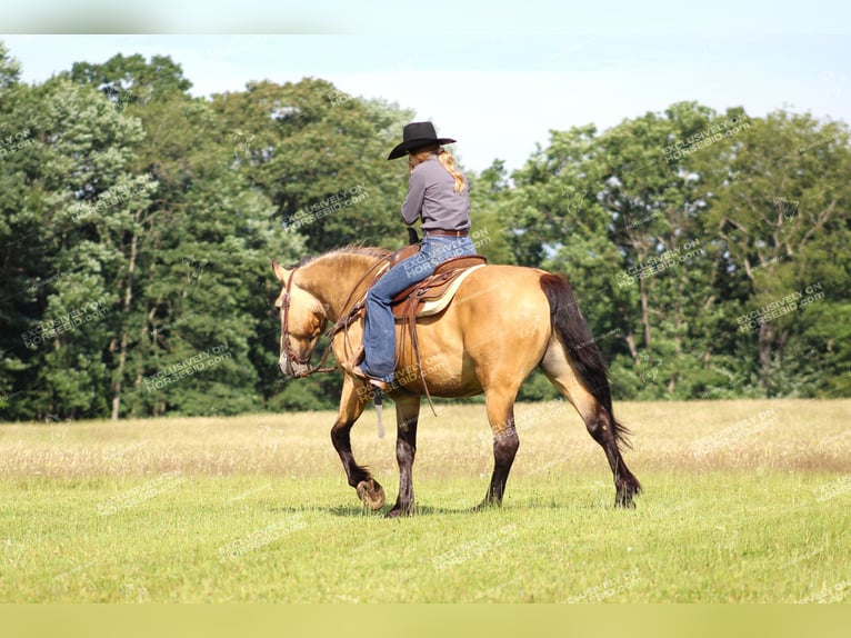 caballo de tiro Mestizo Caballo castrado 5 años 155 cm Buckskin/Bayo in Miola, PA