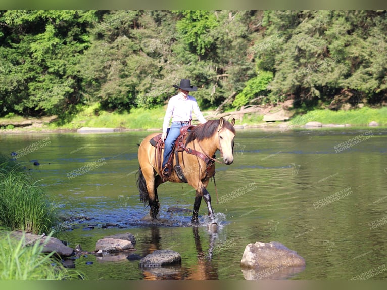 caballo de tiro Mestizo Caballo castrado 5 años 155 cm Buckskin/Bayo in Miola, PA