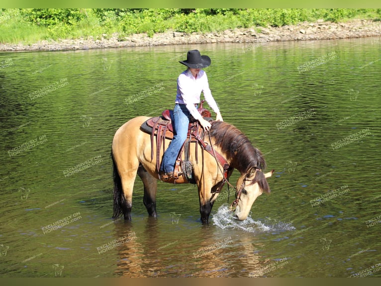 caballo de tiro Mestizo Caballo castrado 5 años 155 cm Buckskin/Bayo in Miola, PA