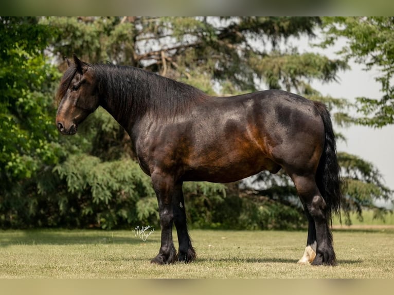 caballo de tiro Mestizo Caballo castrado 5 años 155 cm Castaño in Rush City, MN