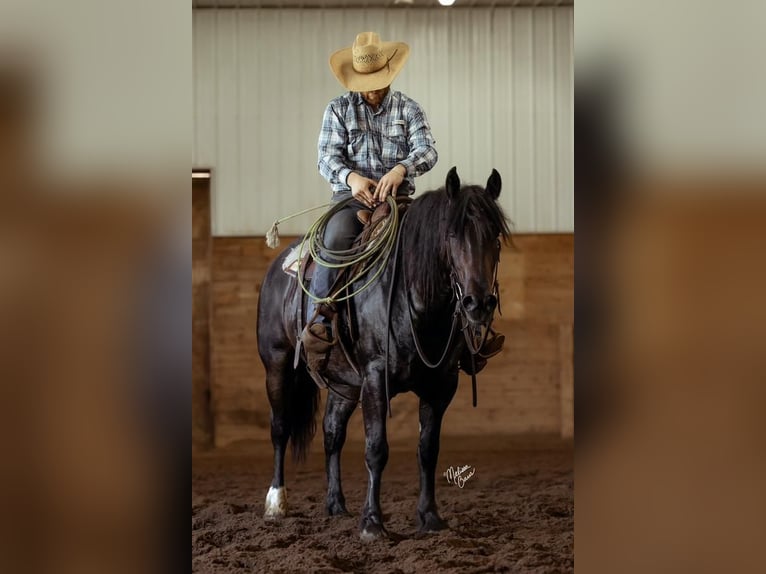 caballo de tiro Mestizo Caballo castrado 5 años 155 cm Castaño in Rush City, MN