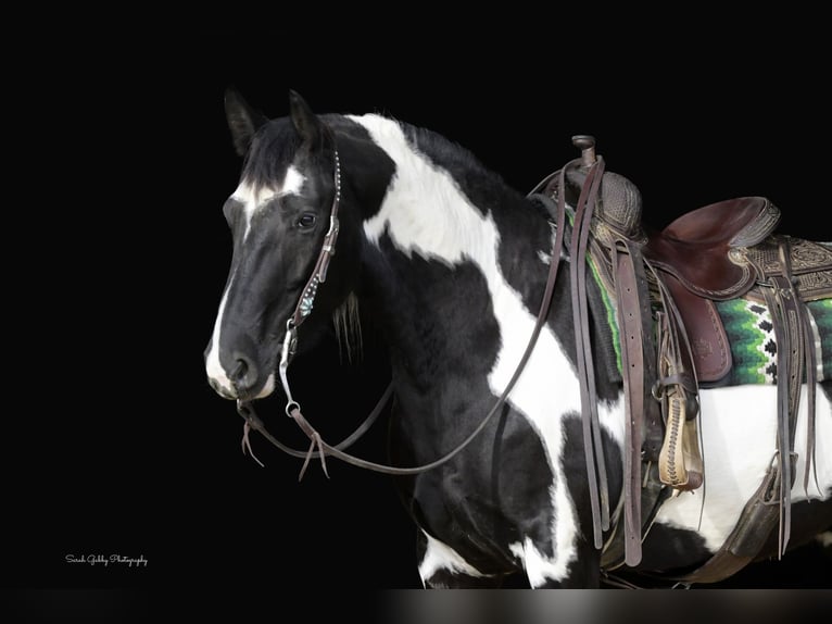 caballo de tiro Caballo castrado 5 años 155 cm Overo-todas las-capas in Fairbank IA