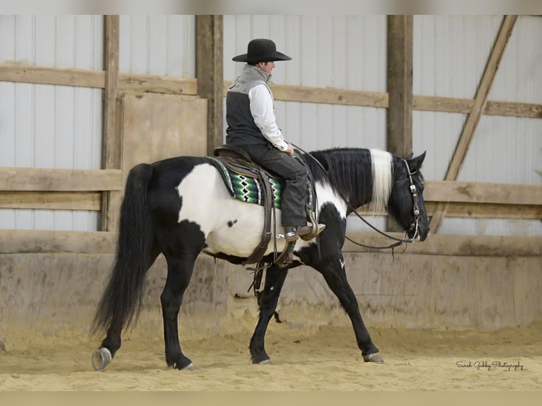 caballo de tiro Caballo castrado 5 años 155 cm Overo-todas las-capas in Fairbank IA