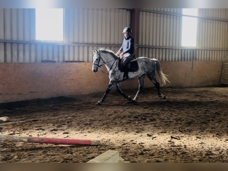 caballo de tiro Caballo castrado 5 años 156 cm Tordo rodado in Sligo