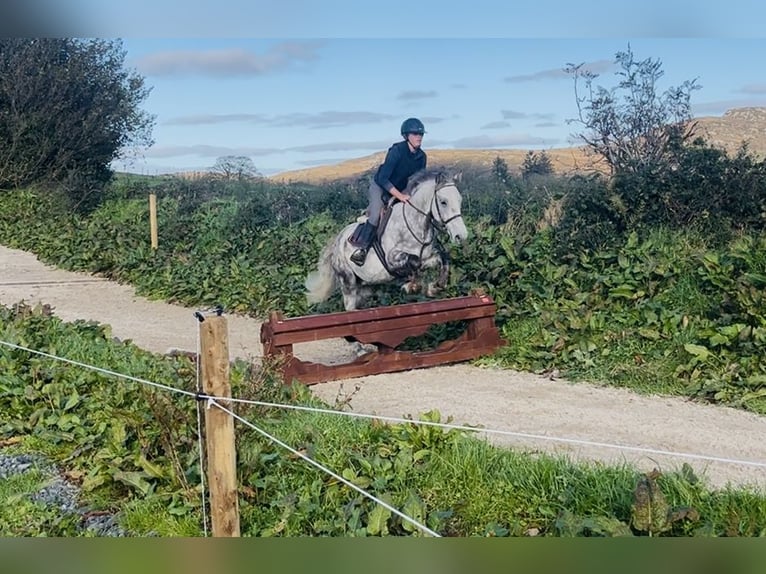 caballo de tiro Caballo castrado 5 años 156 cm Tordo rodado in Sligo