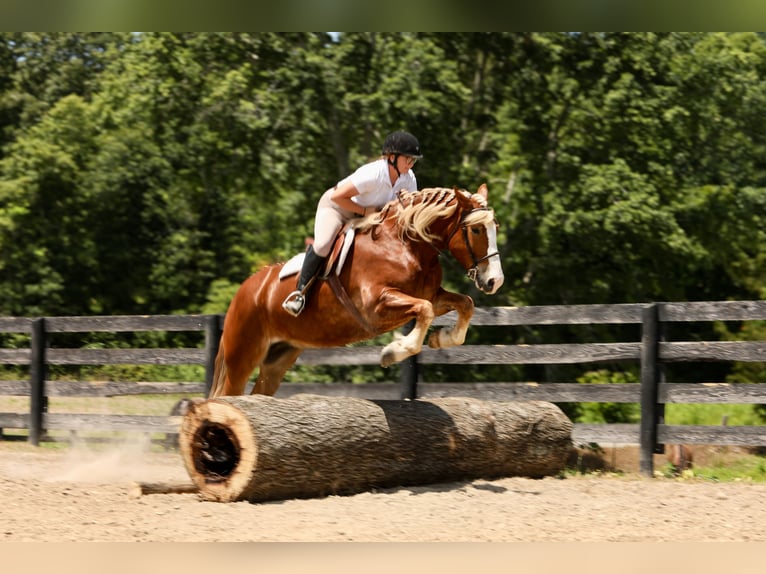 caballo de tiro Mestizo Caballo castrado 5 años 157 cm in Crab Orchard, KY