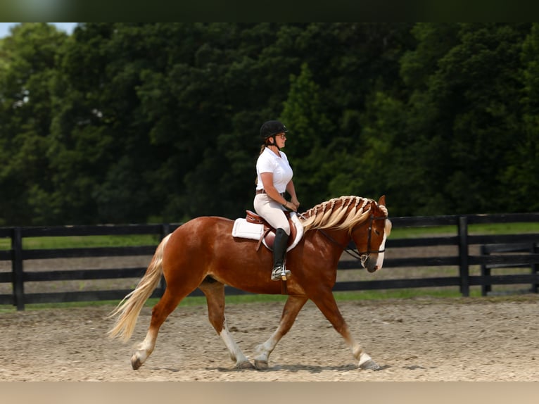 caballo de tiro Mestizo Caballo castrado 5 años 157 cm in Crab Orchard, KY