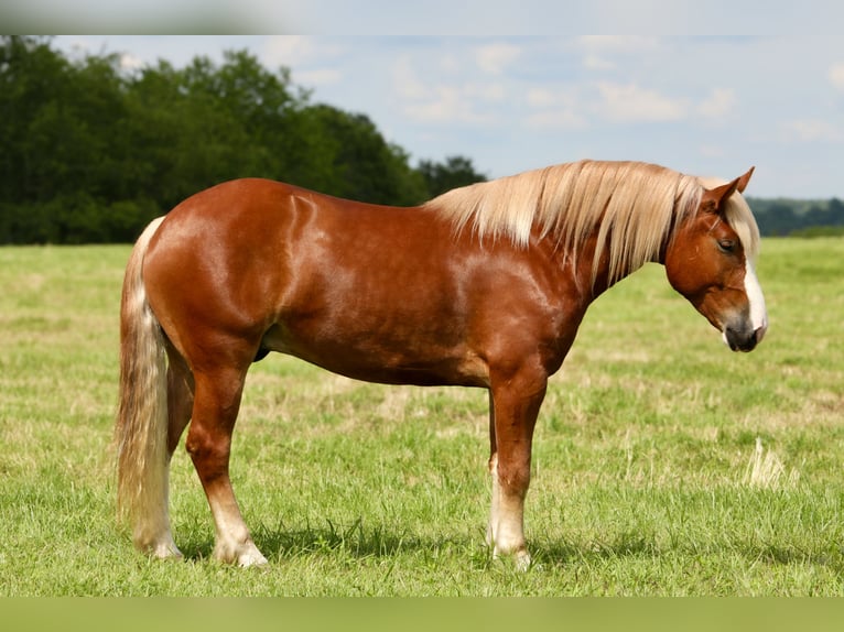 caballo de tiro Mestizo Caballo castrado 5 años 157 cm in Crab Orchard, KY