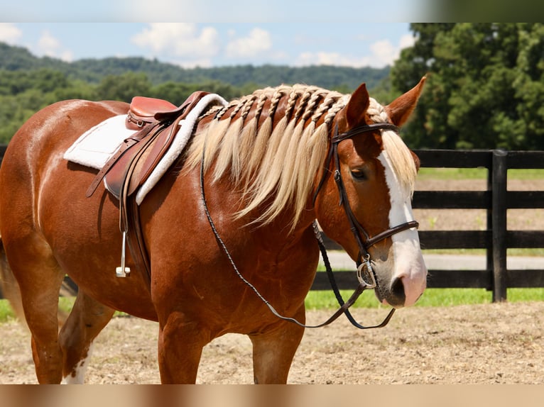 caballo de tiro Mestizo Caballo castrado 5 años 157 cm in Crab Orchard, KY