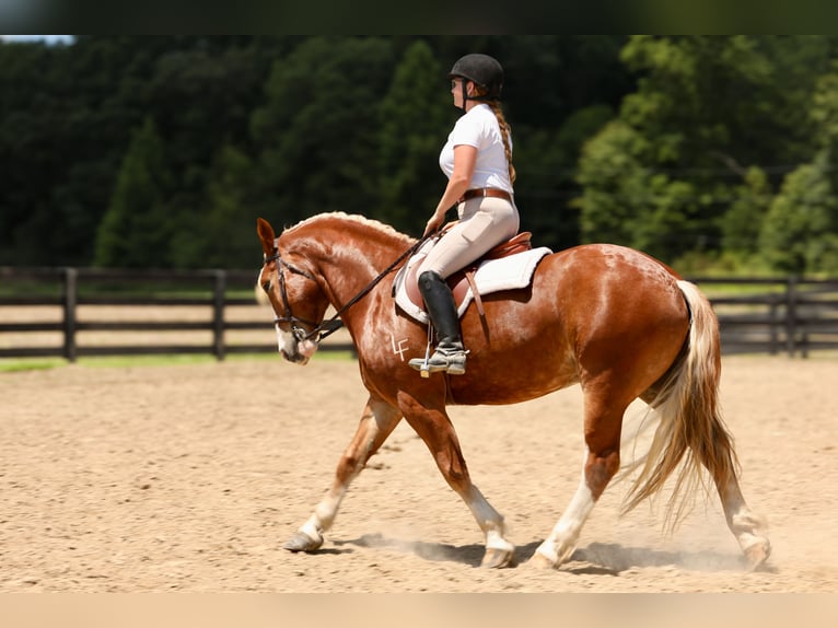 caballo de tiro Mestizo Caballo castrado 5 años 157 cm in Crab Orchard, KY