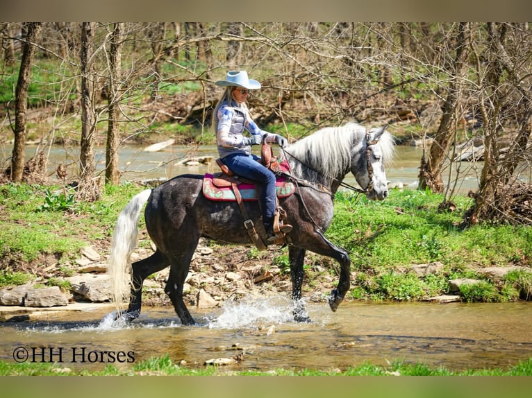 caballo de tiro Mestizo Caballo castrado 5 años 157 cm Tordo in Flemingsburg