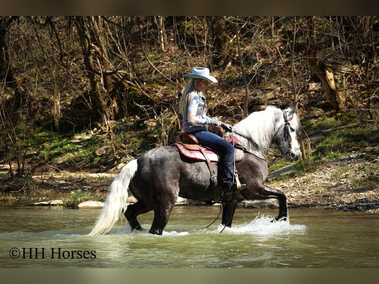 caballo de tiro Mestizo Caballo castrado 5 años 157 cm Tordo in Flemingsburg