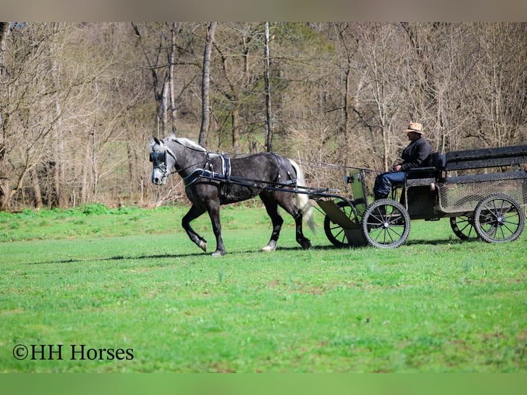 caballo de tiro Mestizo Caballo castrado 5 años 157 cm Tordo in Flemingsburg
