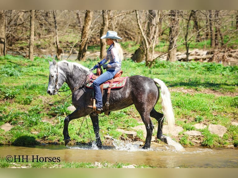 caballo de tiro Mestizo Caballo castrado 5 años 157 cm Tordo in Flemingsburg
