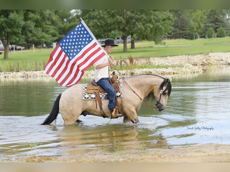 caballo de tiro Mestizo Caballo castrado 5 años 160 cm Buckskin/Bayo in Oelwein, IA