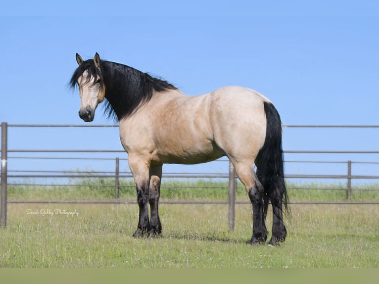 caballo de tiro Mestizo Caballo castrado 5 años 160 cm Buckskin/Bayo in Oelwein, IA