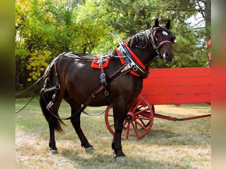 caballo de tiro Mestizo Caballo castrado 5 años 160 cm Castaño in Fergus Falls, MN