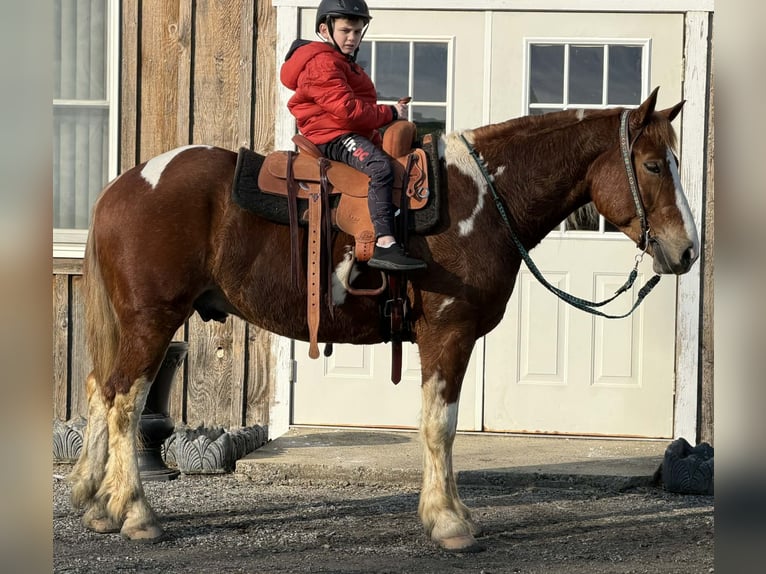 caballo de tiro Mestizo Caballo castrado 5 años 160 cm Pío in Allentown