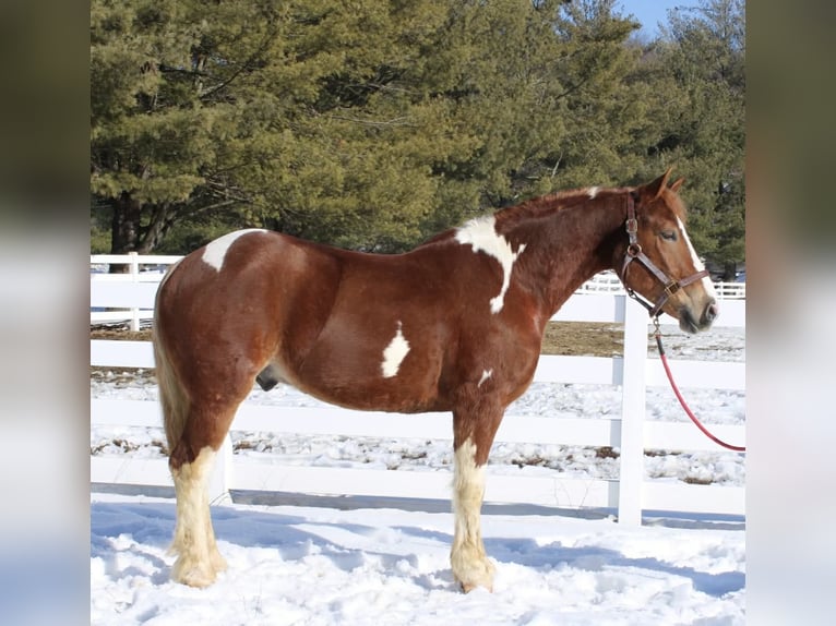 caballo de tiro Mestizo Caballo castrado 5 años 160 cm Pío in Allentown