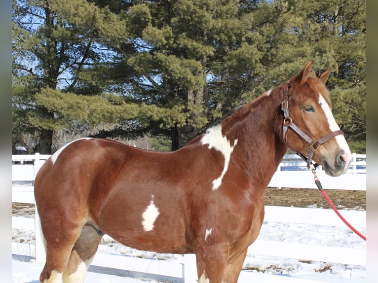 caballo de tiro Mestizo Caballo castrado 5 años 160 cm Pío in Allentown