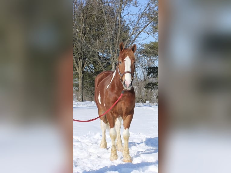caballo de tiro Mestizo Caballo castrado 5 años 160 cm Pío in Allentown