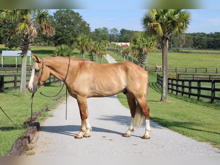 caballo de tiro Mestizo Caballo castrado 5 años 160 cm Red Dun/Cervuno in Hartsville, SC