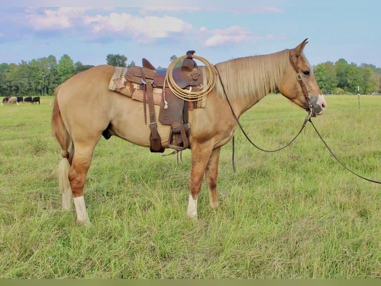 caballo de tiro Mestizo Caballo castrado 5 años 160 cm Red Dun/Cervuno in Hartsville, SC