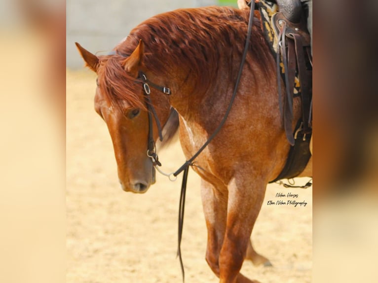 caballo de tiro Mestizo Caballo castrado 5 años 160 cm Ruano alazán in Peosta, IA