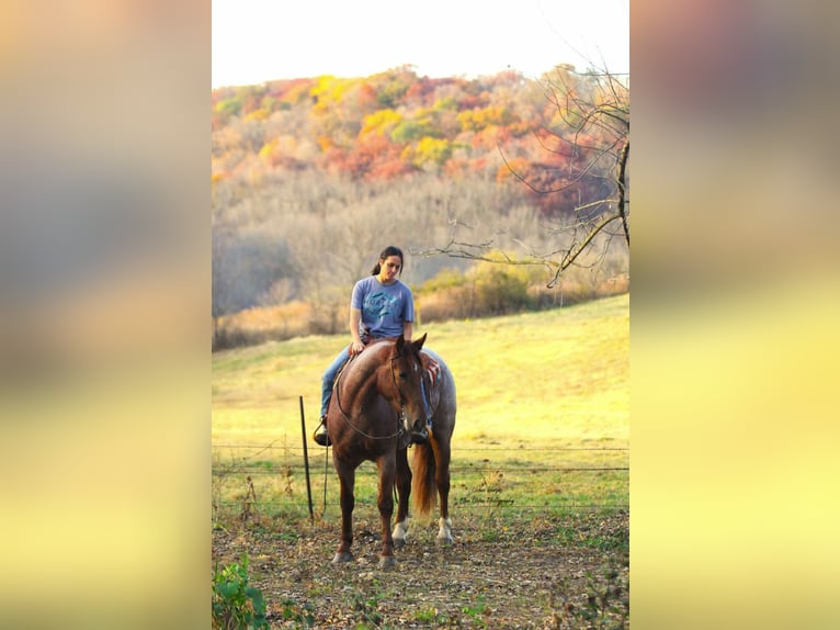 caballo de tiro Mestizo Caballo castrado 5 años 160 cm Ruano alazán in Peosta, IA