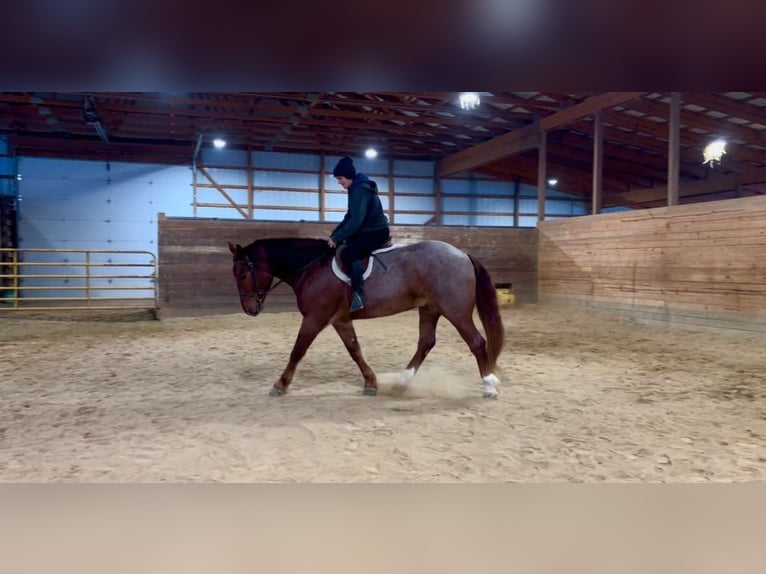 caballo de tiro Mestizo Caballo castrado 5 años 160 cm Ruano alazán in Peosta, IA