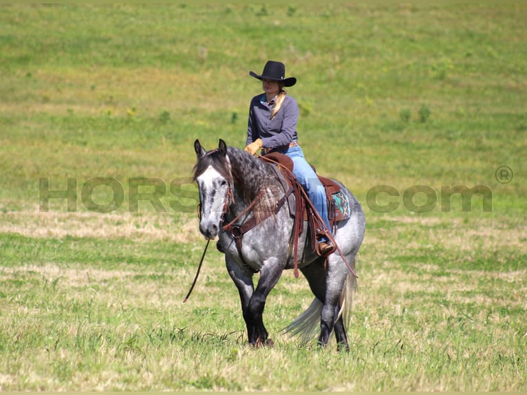 caballo de tiro Mestizo Caballo castrado 5 años 160 cm Tordo rodado in Clarion, PA