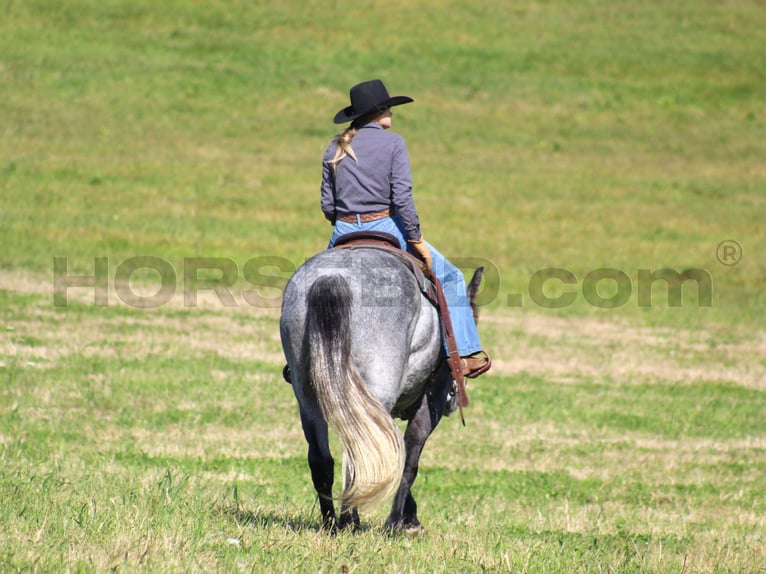 caballo de tiro Mestizo Caballo castrado 5 años 160 cm Tordo rodado in Clarion, PA