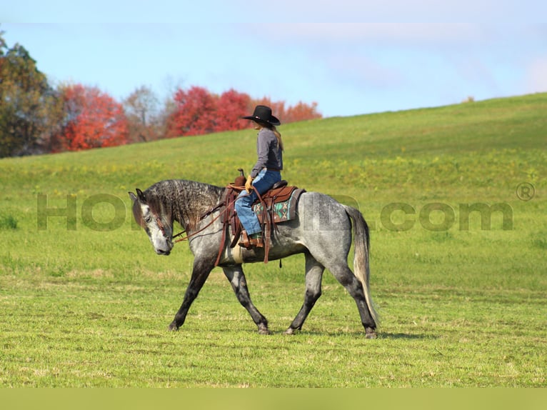 caballo de tiro Mestizo Caballo castrado 5 años 160 cm Tordo rodado in Clarion, PA