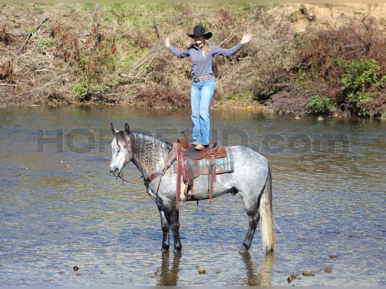 caballo de tiro Mestizo Caballo castrado 5 años 160 cm Tordo rodado in Clarion, PA