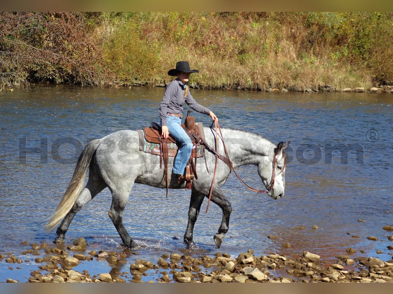 caballo de tiro Mestizo Caballo castrado 5 años 160 cm Tordo rodado in Clarion, PA