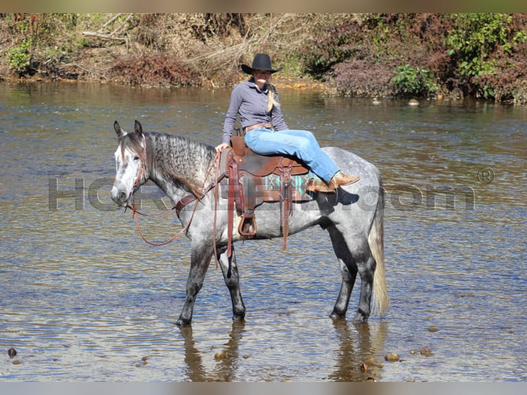 caballo de tiro Mestizo Caballo castrado 5 años 160 cm Tordo rodado in Clarion, PA