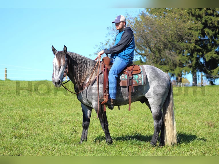 caballo de tiro Mestizo Caballo castrado 5 años 160 cm Tordo rodado in Clarion, PA