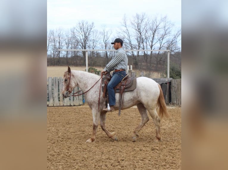 caballo de tiro Caballo castrado 5 años 163 cm Alazán rojizo in Everett PA
