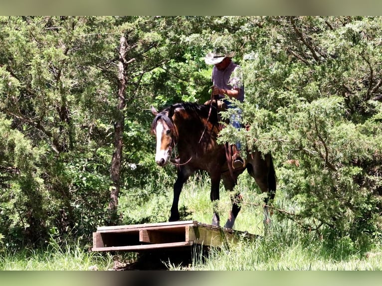 caballo de tiro Mestizo Caballo castrado 5 años 163 cm Buckskin/Bayo in Mt Vernon, MO