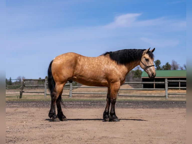 caballo de tiro Mestizo Caballo castrado 5 años 163 cm Buckskin/Bayo in Nevis