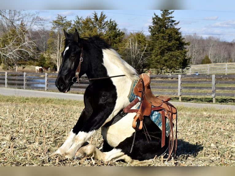 caballo de tiro Mestizo Caballo castrado 5 años 163 cm in Crab Orchard, KY