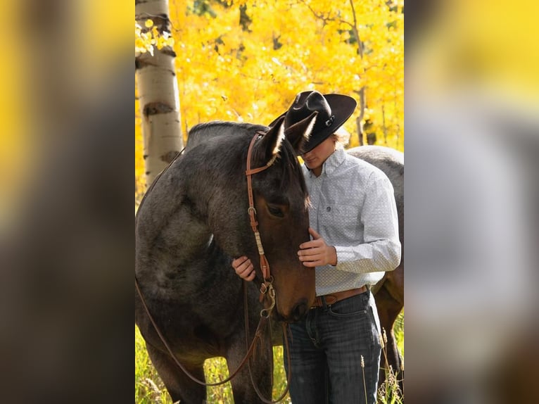 caballo de tiro Mestizo Caballo castrado 5 años 163 cm Castaño-ruano in St. Anthony, ID