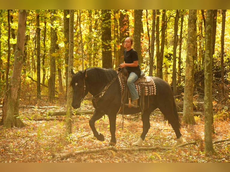 caballo de tiro Mestizo Caballo castrado 5 años 163 cm Negro in Fresno