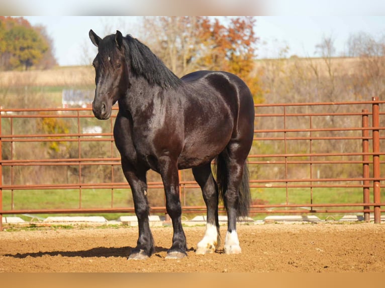 caballo de tiro Mestizo Caballo castrado 5 años 163 cm Negro in Fresno