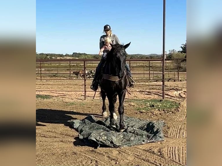 caballo de tiro Caballo castrado 5 años 163 cm Negro in jacksboro TX