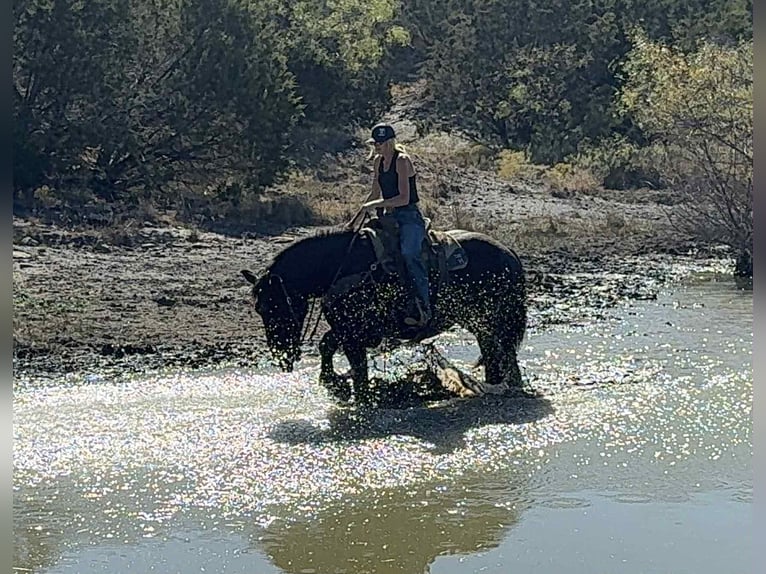 caballo de tiro Caballo castrado 5 años 163 cm Negro in jacksboro TX
