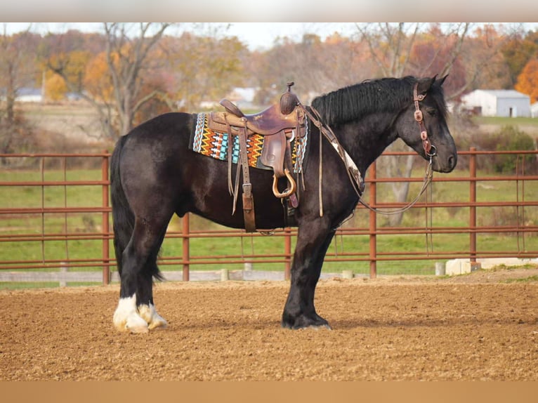 caballo de tiro Mestizo Caballo castrado 5 años 163 cm Negro in Fresno
