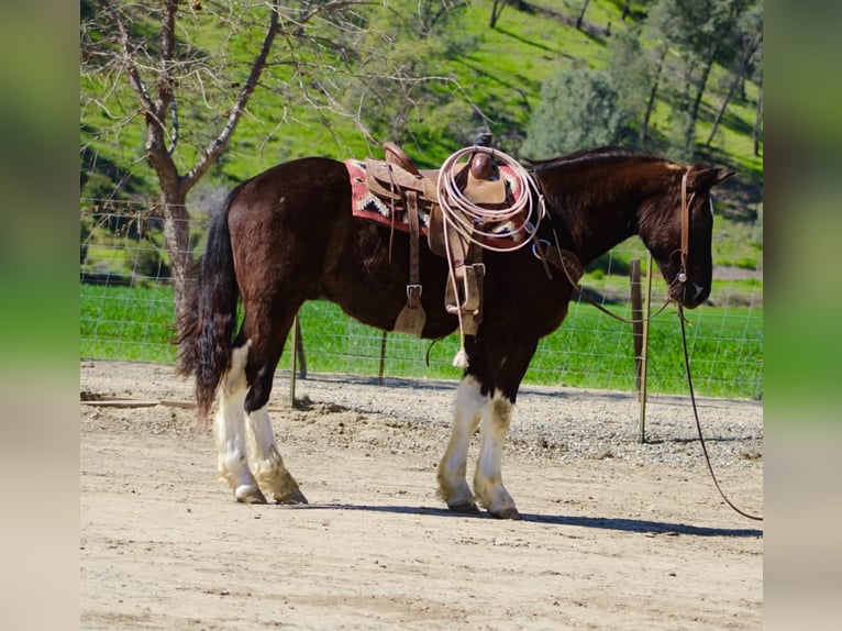 caballo de tiro Caballo castrado 5 años 163 cm Negro in Tres Pinos