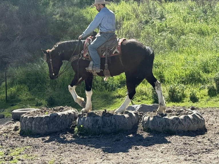 caballo de tiro Caballo castrado 5 años 163 cm Negro in Tres Pinos
